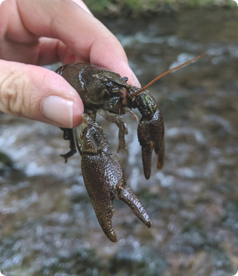 Weiter Krebspest in der Brugga